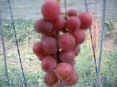 紅やまびこ
