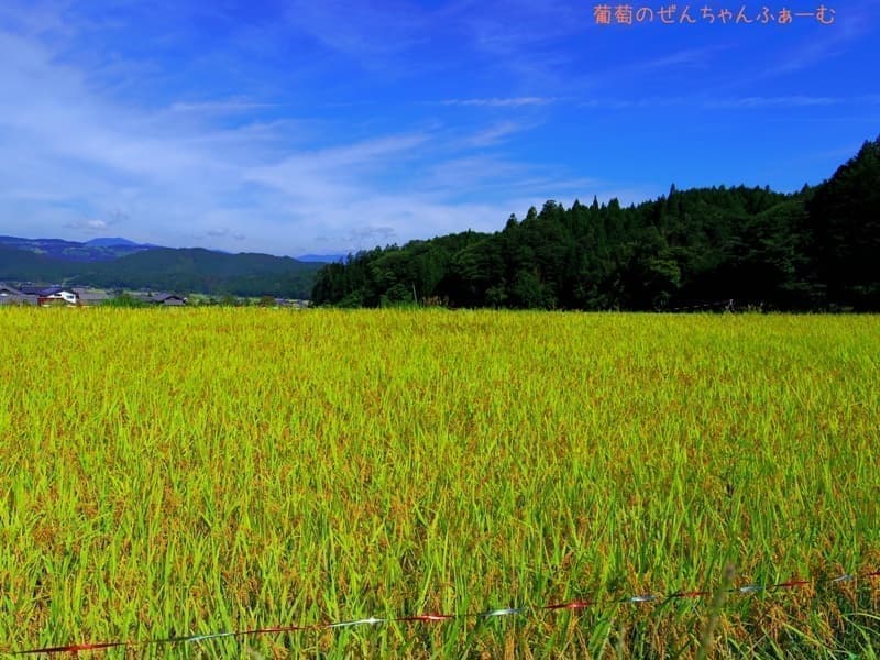 農村景観日本一のお米