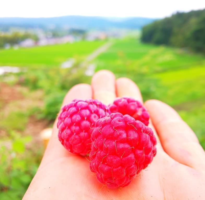 ラズベリー ブラックベリー ぜんちゃんふぁーむ 岐阜県恵那市岩村町にある観光農園 ラズベリー ブラックベリー ぜんちゃんふぁーむ 岐阜県恵那市岩村町にある観光農園