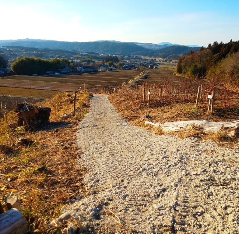 岐阜県のラズベリー狩り
