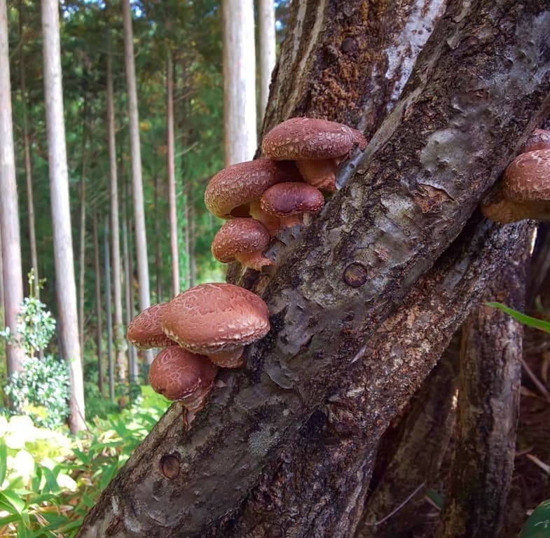 岐阜県恵那市岩村町の原木栽培茸