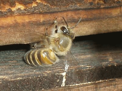 日本ミツバチ(百花蜜)