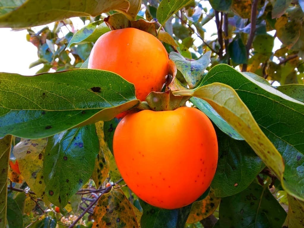 岐阜県産蜂谷柿