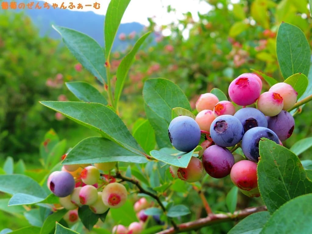岐阜県産ブルーベリー