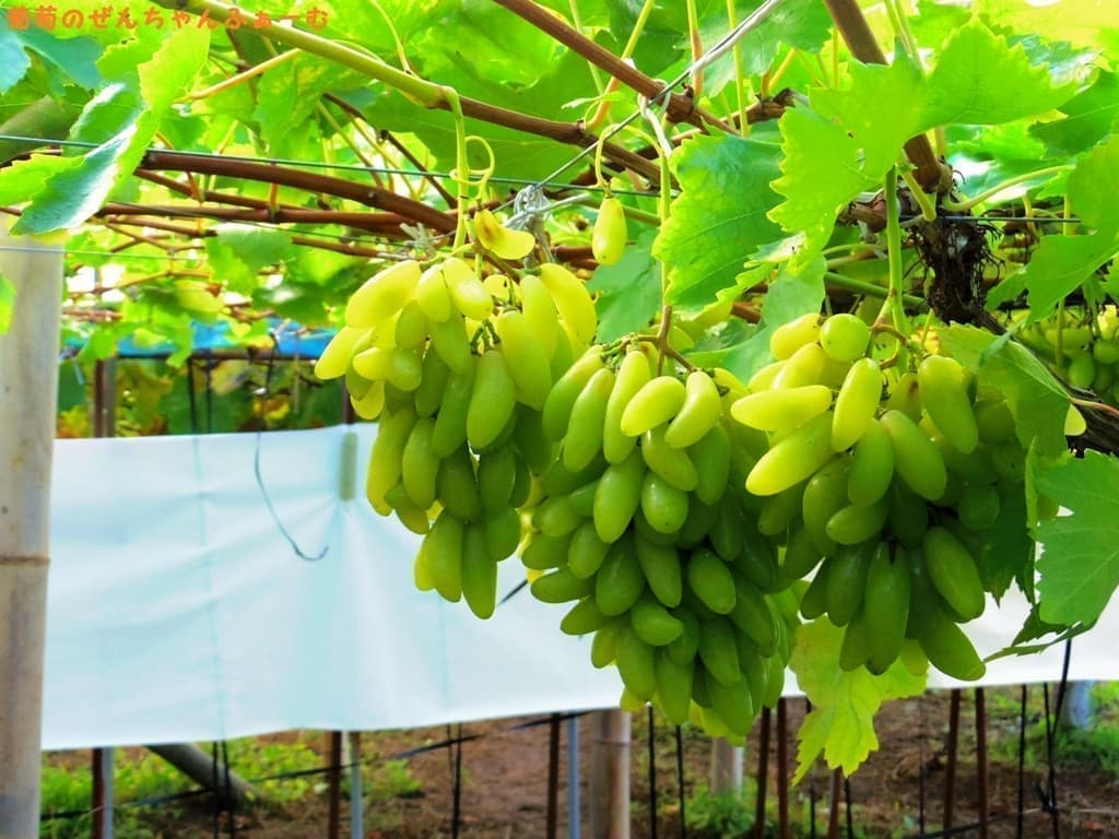 ぶどうは岐阜県恵那市の ぜんちゃんふぁーむ 岐阜ぶどう観光農園