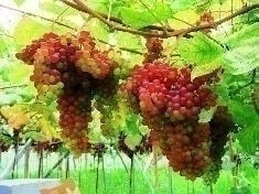 レッドネヘレスコール